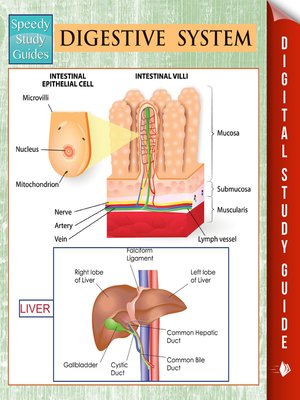 Digestive System - ebook